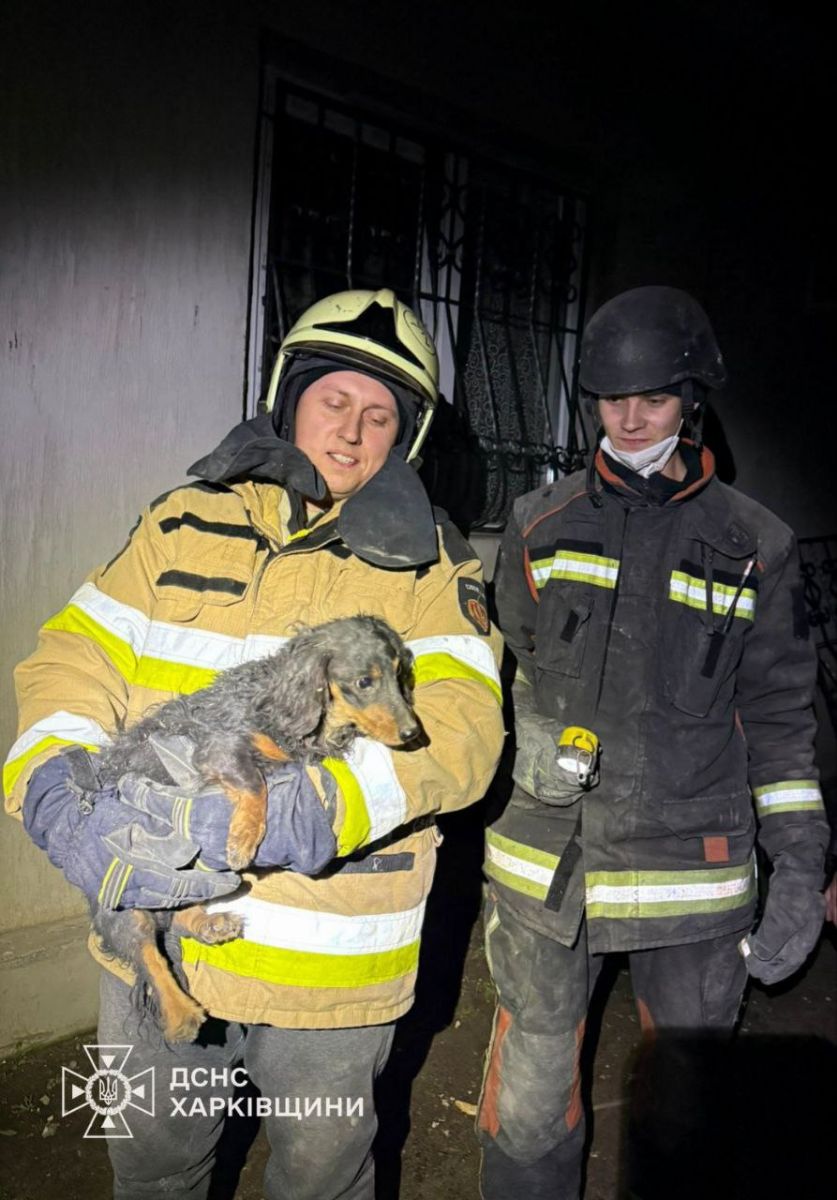 У руїнах після авіаудару по місту Ізюм знайдено живого песика